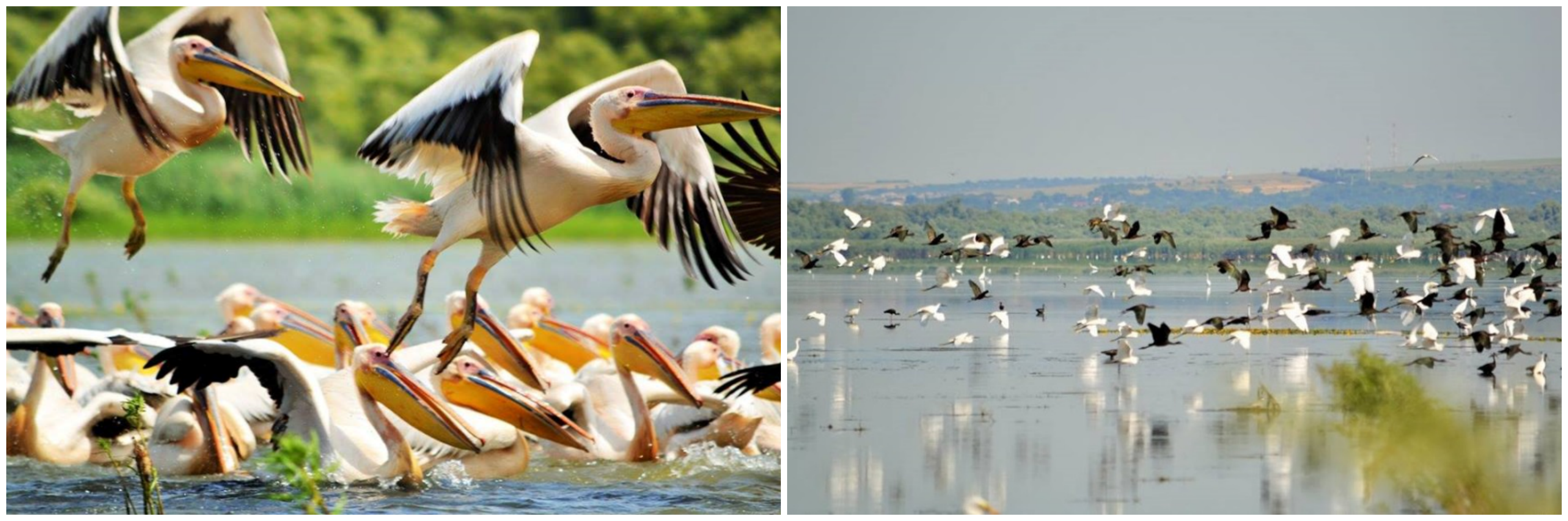 Lacul Beleu  Venirea pelicanilor este un eveniment important pentru localnici, care Ăi admir, Ăn special, la rsrit sau apus de soare, atunci cĂ˘nd miile de pasari brzdeaz cerul.
